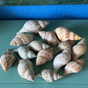 14 Tulip Shells for Costal Decoration or Crafts from Florida